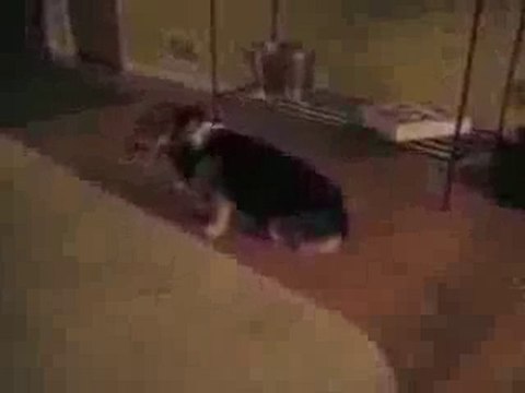 Un chien qui aime la chanson des beatles