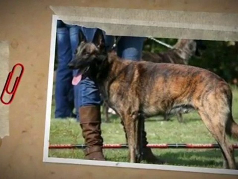 Drak Berger Hollandais appartenant à Maud