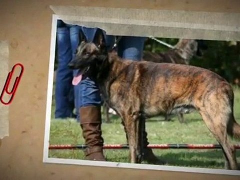 Drak Berger Hollandais appartenant à Maud