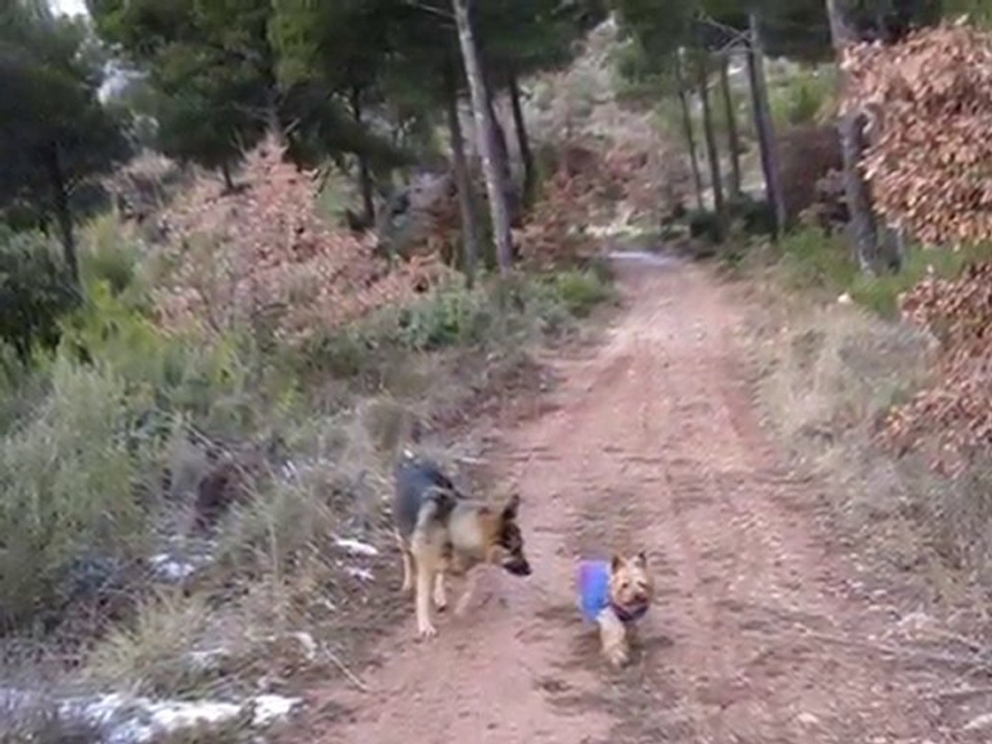 Randonnée canine