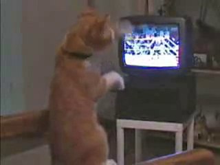 chat boxeur