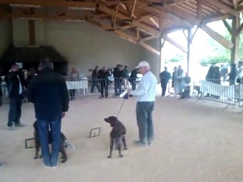 LES EPAGNEULS DE SAINT USUGE NATIONALE D ELEVAGE 2010