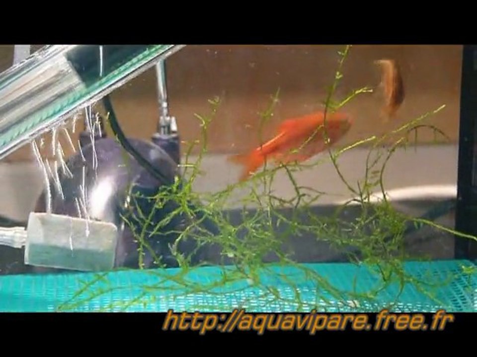 Reproduction Barbus Rosé, Barbus Conchonius, Puntius Conchon