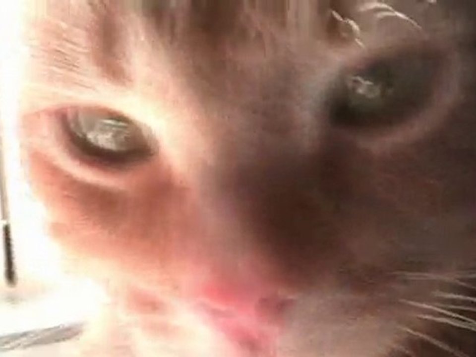 My Cat parodie .