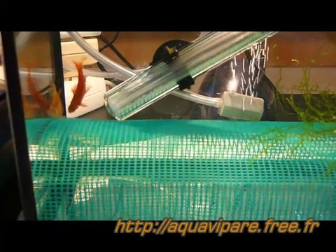 Reproduction Barbus Rosé, Barbus Conchonius, Puntius Conchon