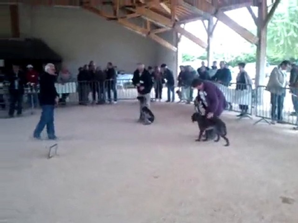 EMIR DE LA RIVIERE DU NANT NATIONALE D ELEVAGE 2010