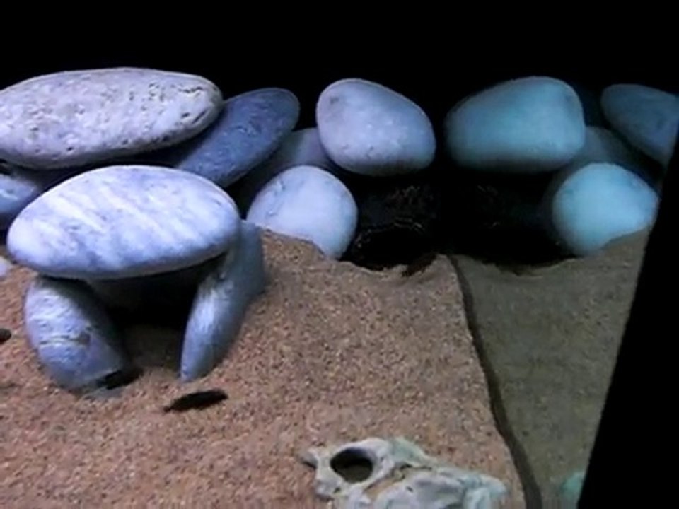 Yavru kasakalawe