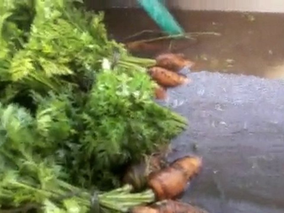 comment prepare des carottes