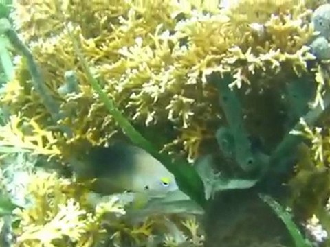 Bocas Villas - Bocas del Toro Panama