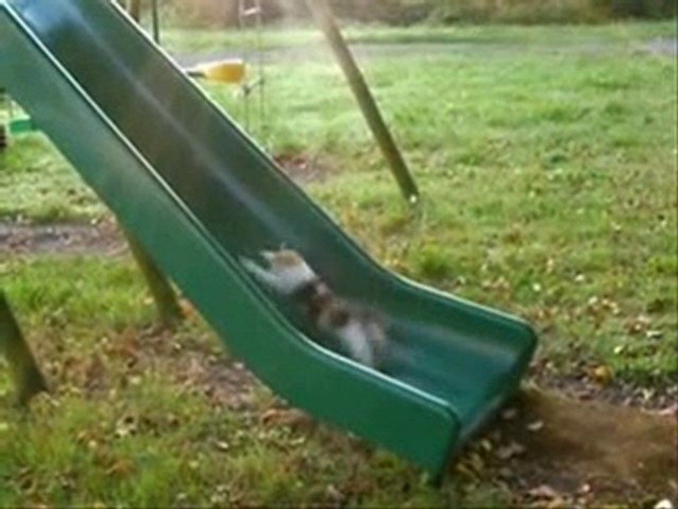 Kittehs on a Slide