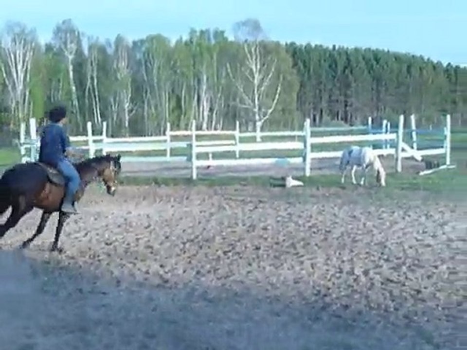 Entrainement nouveau cheval