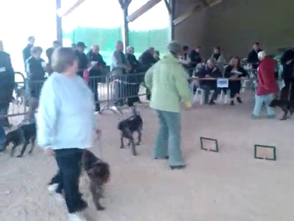 NATIONALE D ELEVAGE 2010 CLASSE FEMELLE JEUNE