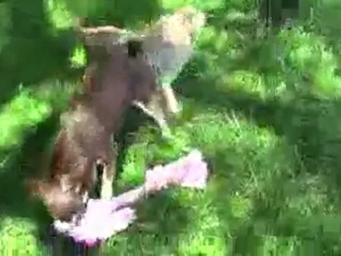 Videos jugando con Cachorros chihuahuas Mini