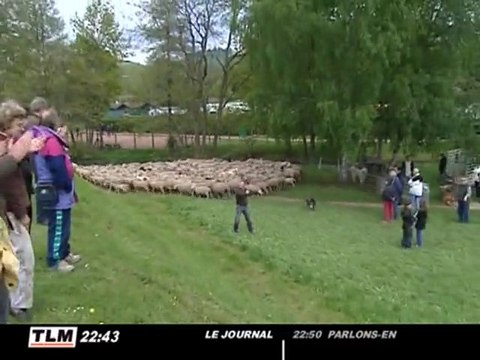 Allez tondre les moutons au lac des Sapins (Cublize)