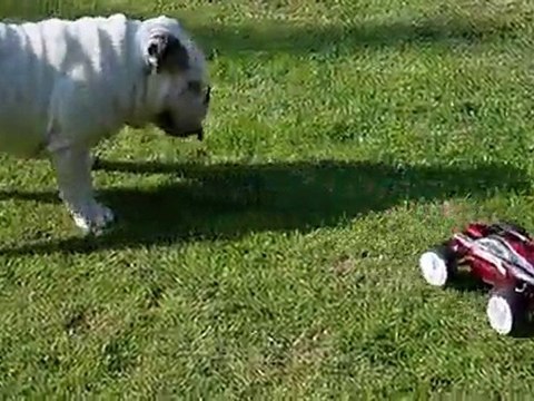 traxxas e-revo vxl + bulldog anglais