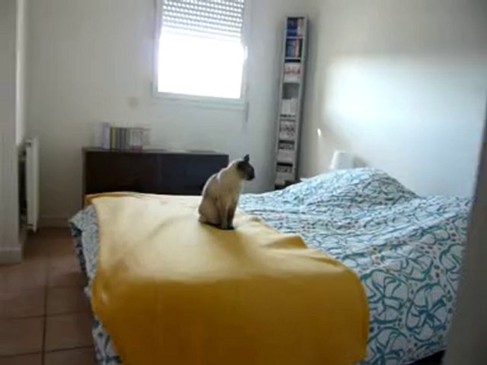 Chat ?