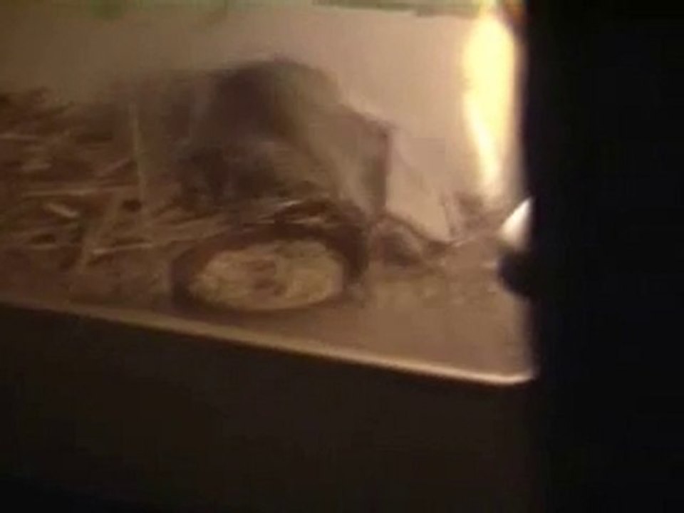 Saillie Micrus et Schwartz