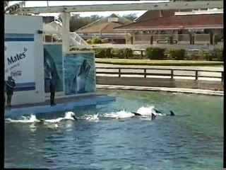 Seaworld Dolphins