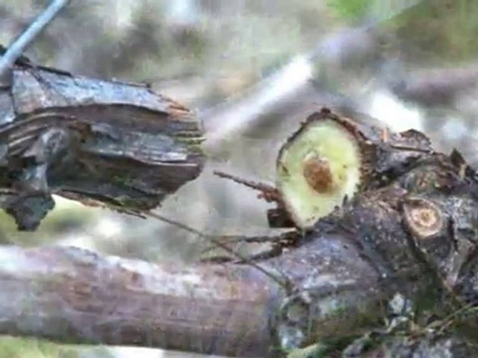 Infaco - Electronic pruning shears F3010 in viticulture EN