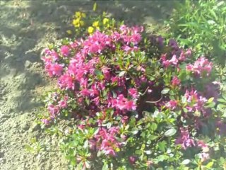 Les fleurs: un trésor de notre nature.