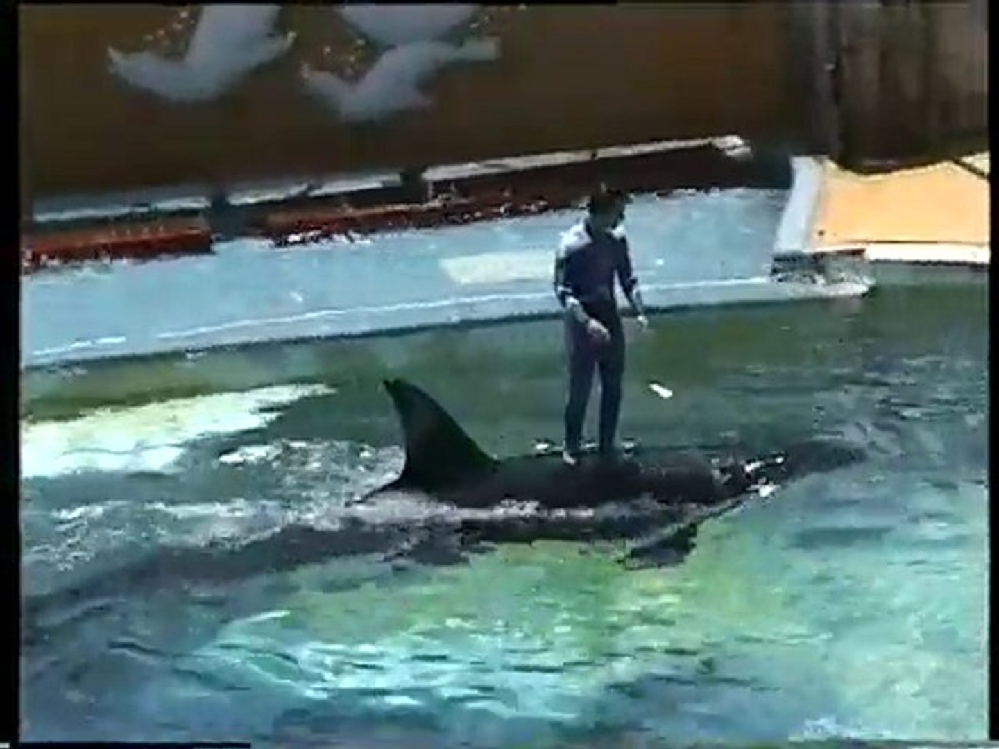 ⁣Ocean Park Whales