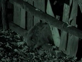 ayı ve insan belgeseli | bitmeyen çatışma-3 |artvinliyiz.net