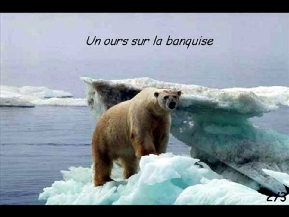 Ours polaire