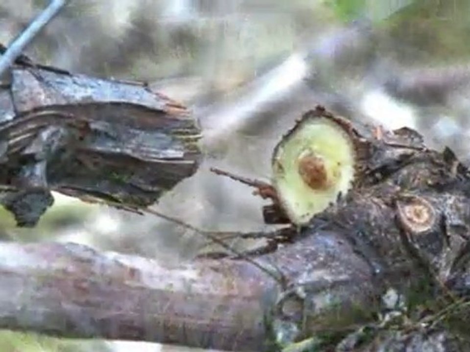 Infaco - Forbice elettrica F3010 in viticoltura IT