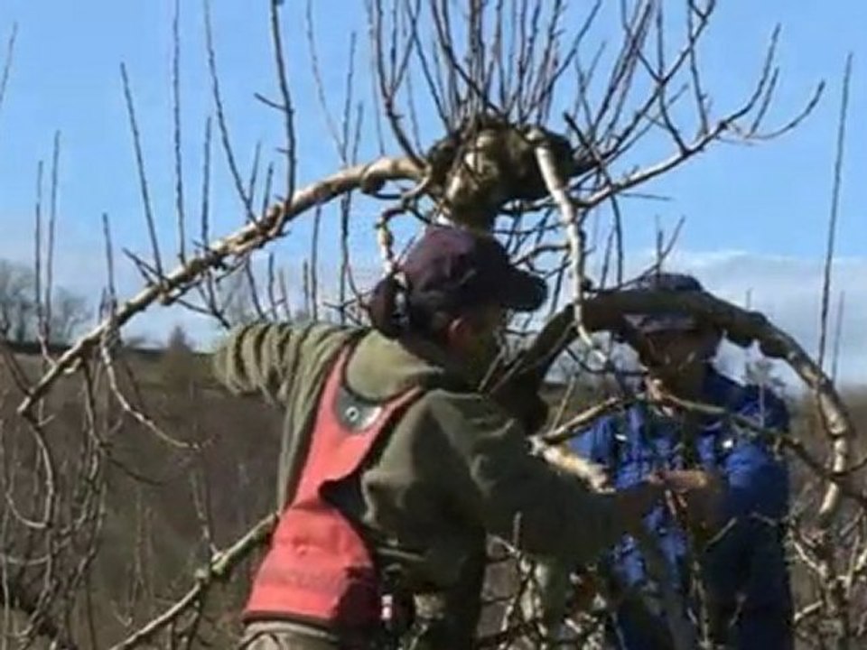 Infaco - Forbice elettrica F3010 in arboricoltura IT