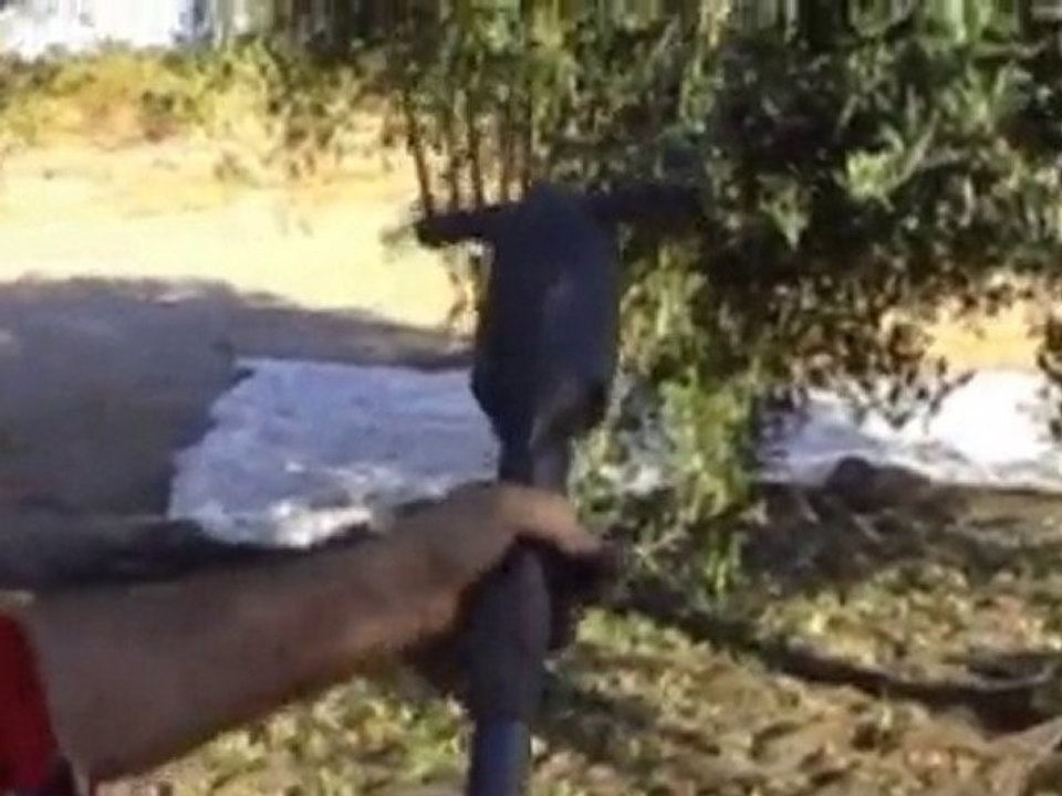 Infaco - Electroliv Vibratória de oliveiras eléctrica PT