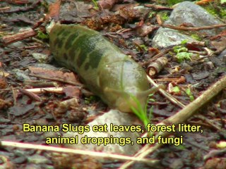 Sitka's Killer Banana Slugs