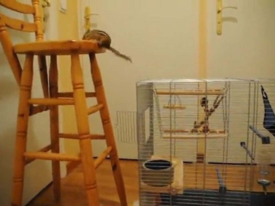 Squirrel