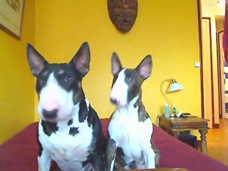 bullots gros nez
