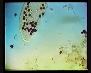 Pierwotniaki - przegląd