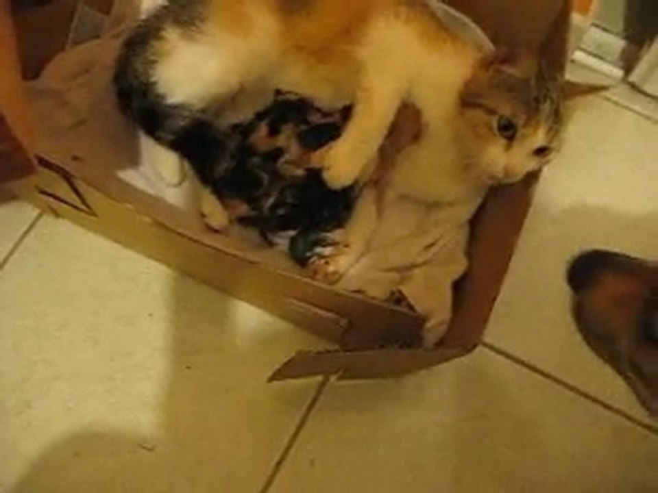 chaton et clt