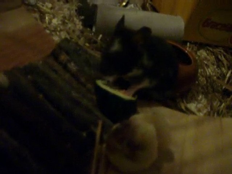 CiCi