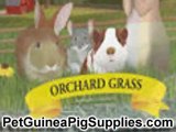 Guinea Pig Supplies - Guinea Pig Hay Types Explained