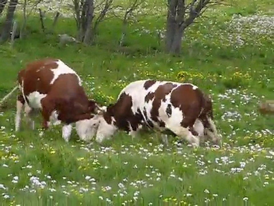 Les vaches dehors pour la première fois de l'année