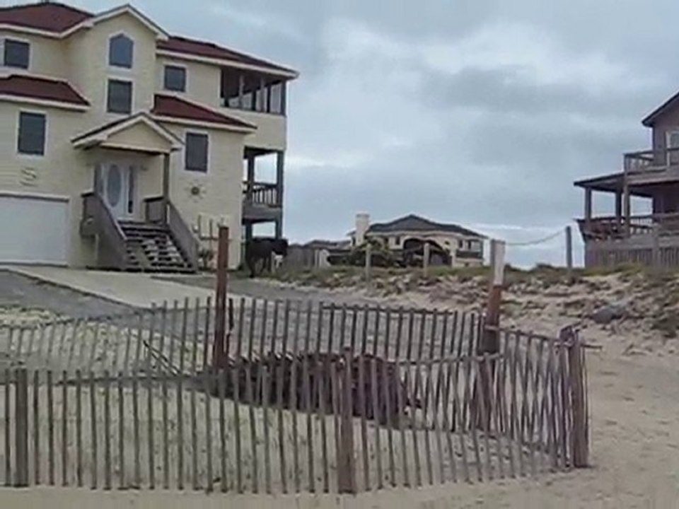 OBX - North Carolina Wild Horses