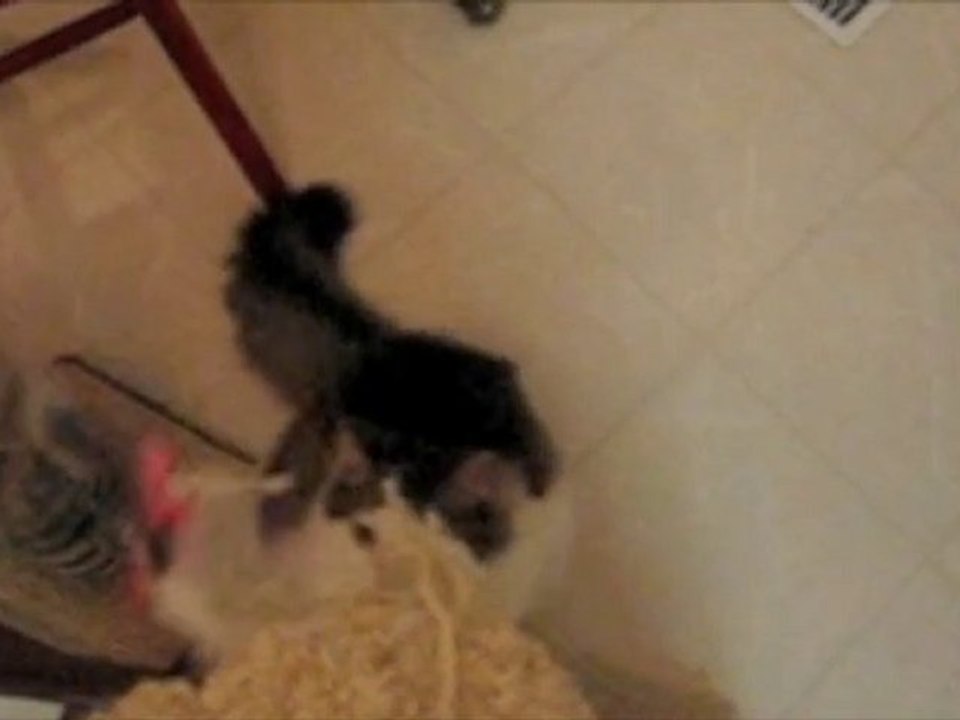 Mingus attacks mouse!