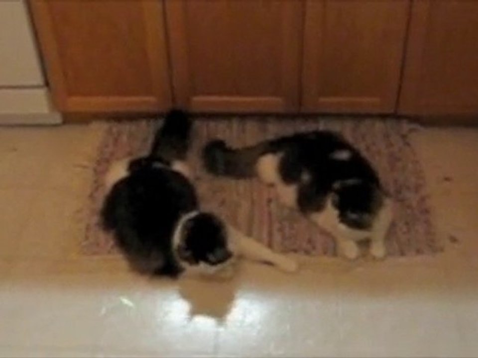 LOL cats HATE the laser pointer!!