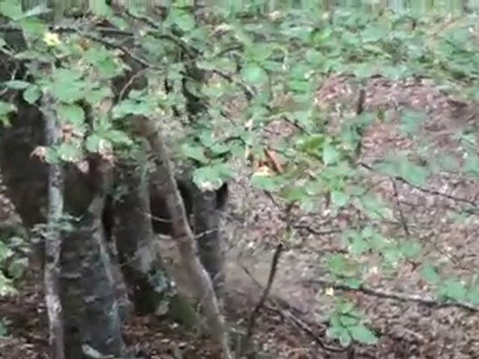 brâme du cerf 2009 (2)