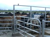 Traite des vaches en Nouvelle-Zélande.