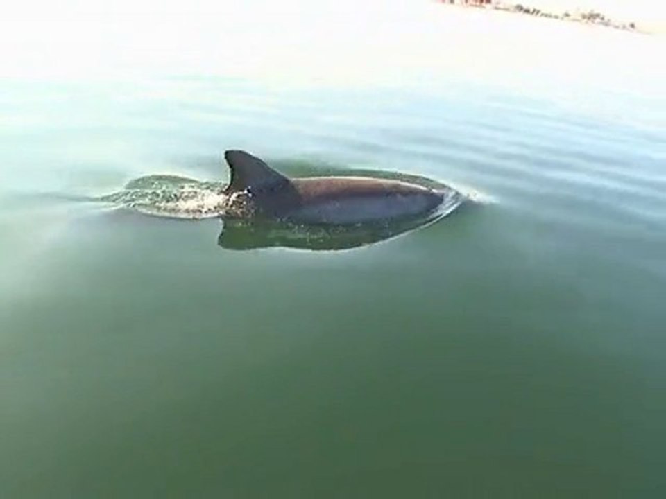 dolphins in perú