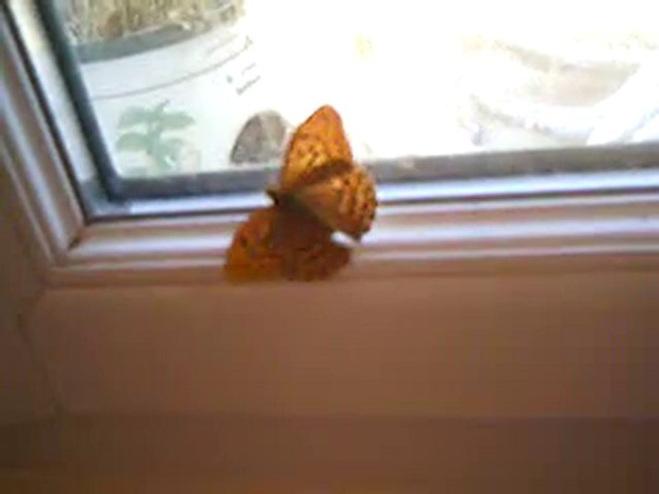 Un papillon dans ma maison