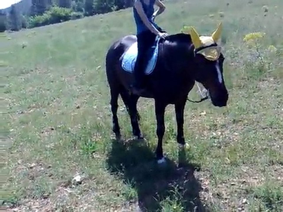 20 mai 2010 n°1 - Tranquille ça broute