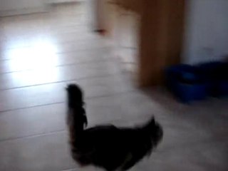 saute mouton, cache-cache et poursuite
