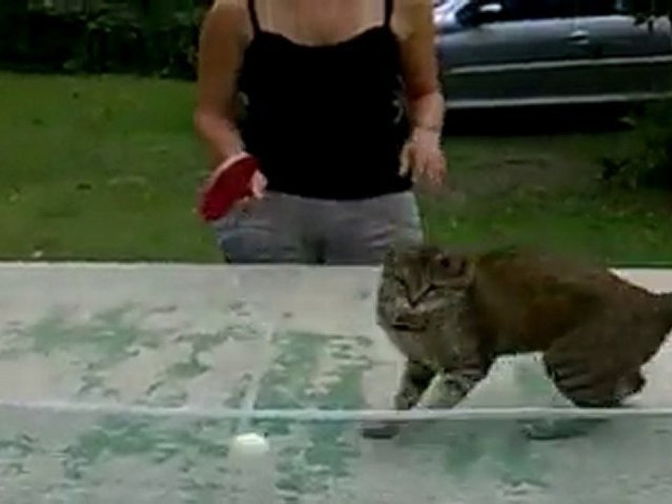 Chat qui joue au Ping-Pong