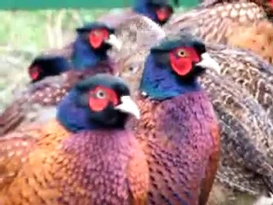 Efteni Golu YHGS Salinan Sulunler Volyerde, 24.02.2010