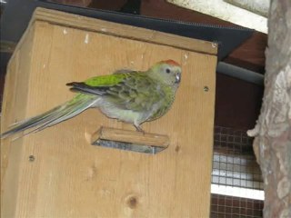 Oiseaux en volière.. magnifique !
